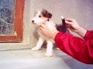 FOXTERRIER