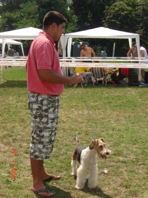 FOXTERRIER