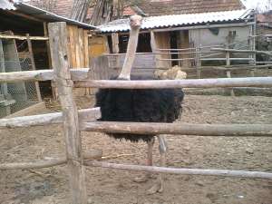 Vand Struti