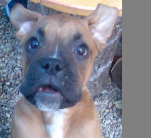 vand catel de boxer galben