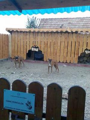 vand catel de boxer galben