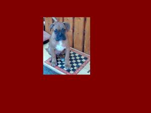 vand catel de boxer galben