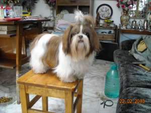 VINZARE SHIH=-TZU