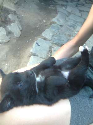Donez 3 pui maidanez (2fete si un baiat)