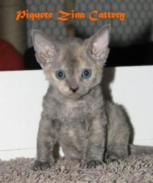 PISOI RASA DEVON REX