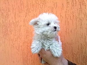 vind bichon maltez,  de vanzare bicon maltez