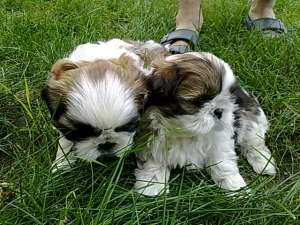 cadoul ideal catelusul shih-tzu