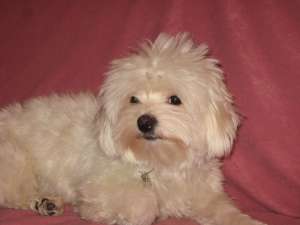 vanzare bichon maltese