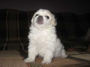 vanzare bichon maltese