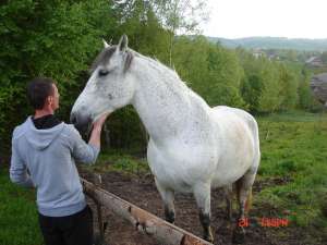 vand cal de tractiune