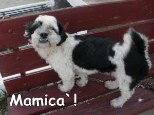 vand bichon havanese