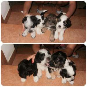 vand bichon havanese