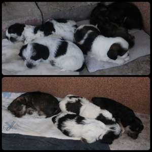vand bichon havanese