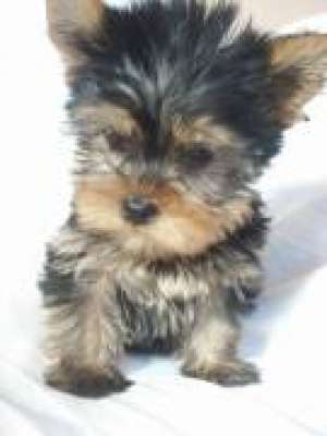 oferta yorkshire terrier vand yorkshire terrier