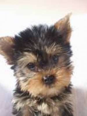 oferta yorkshire terrier vand yorkshire terrier