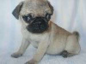 catelus mops pug, de vanzare mops