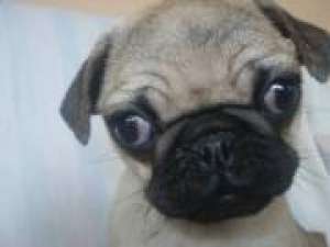 catelus mops pug, de vanzare mops