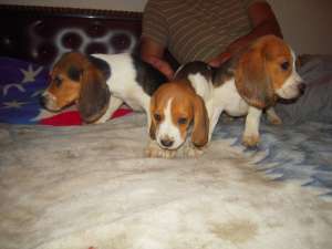 Vand pui beagle