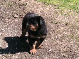 Vand pui Rottwaeiler calitativi