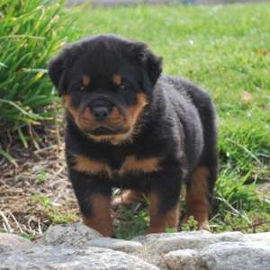 Vand pui Rottwaeiler calitativi