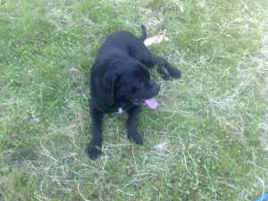 ofer monta cane corso mascul original
