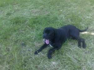 ofer monta cane corso mascul original