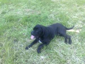 ofer monta cane corso mascul original