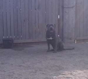ofer mascul monta Cane Corso