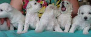 Vand pui Bichon Frise