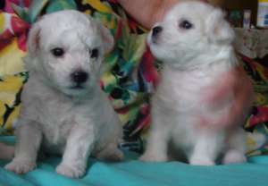 Vand pui Bichon Frise