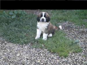 Saint Bernard