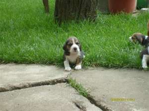 Pui Beagle tricolor