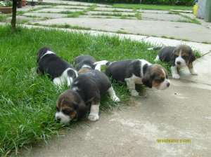 Pui Beagle tricolor