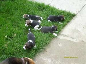 Pui Beagle tricolor