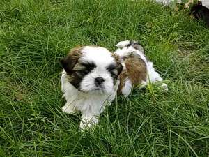 shih-tzu de vanzare