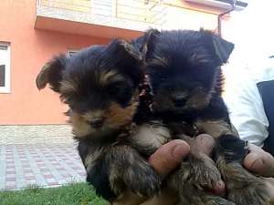 shih-tzu de vanzare