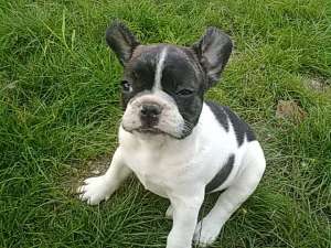 shih-tzu de vanzare