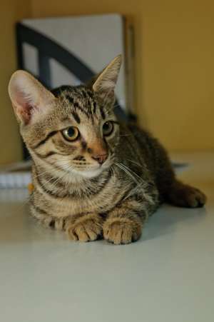 pascal,  motanel gri tigrat ,  3, 5 luni