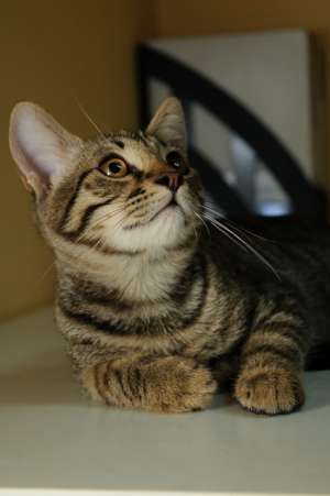 pascal,  motanel gri tigrat ,  3, 5 luni