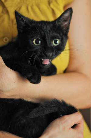 Tom-Tom,  motanel negru cu ochi galbeni
