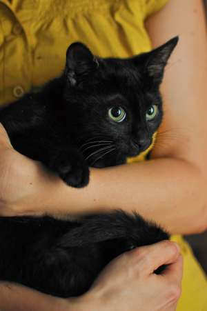 Tom-Tom,  motanel negru cu ochi galbeni