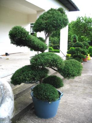 bonsai de gradina