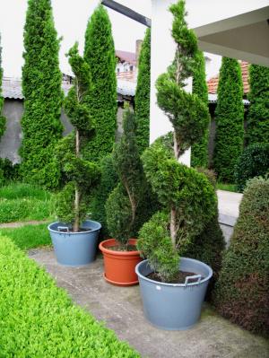 bonsai de gradina
