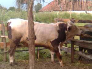 VAND 2 TAURI
