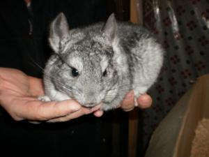 vand chinchilla