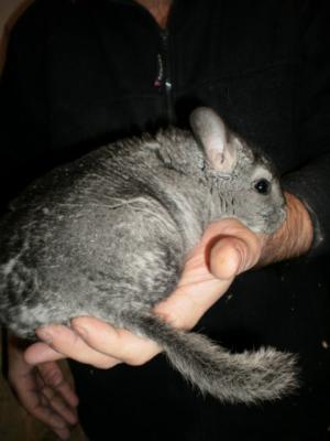 vand chinchilla