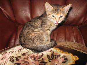 Dau pisoi spre adoptie