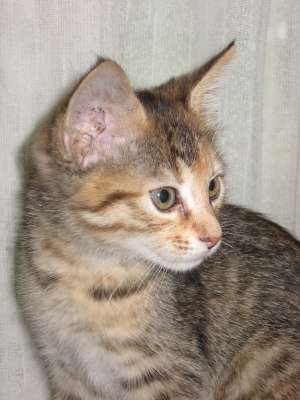 Dau pisoi spre adoptie