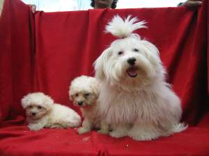 vand catei bichon maltese si bolognese