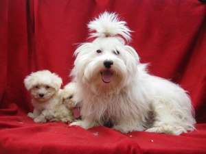vand catei bichon maltese si bolognese